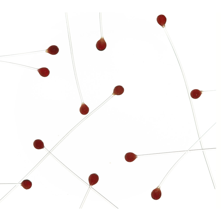 EP Crab & Shrimp Eyes