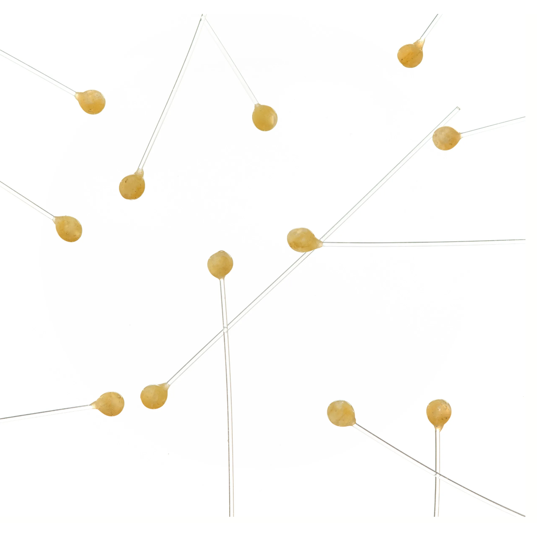 EP Crab & Shrimp Eyes