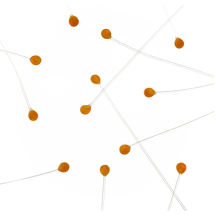 EP Crab & Shrimp Eyes