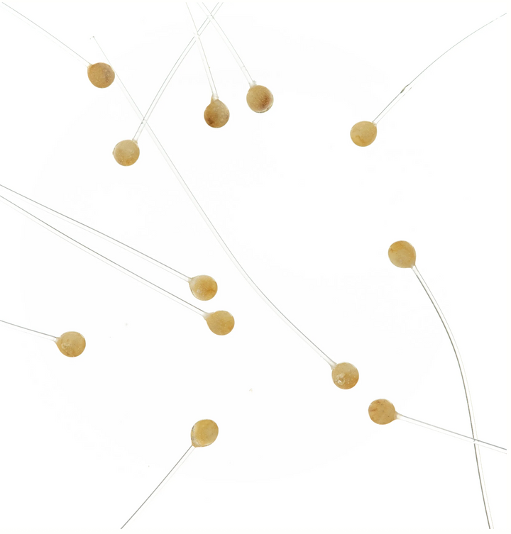 EP Crab & Shrimp Eyes