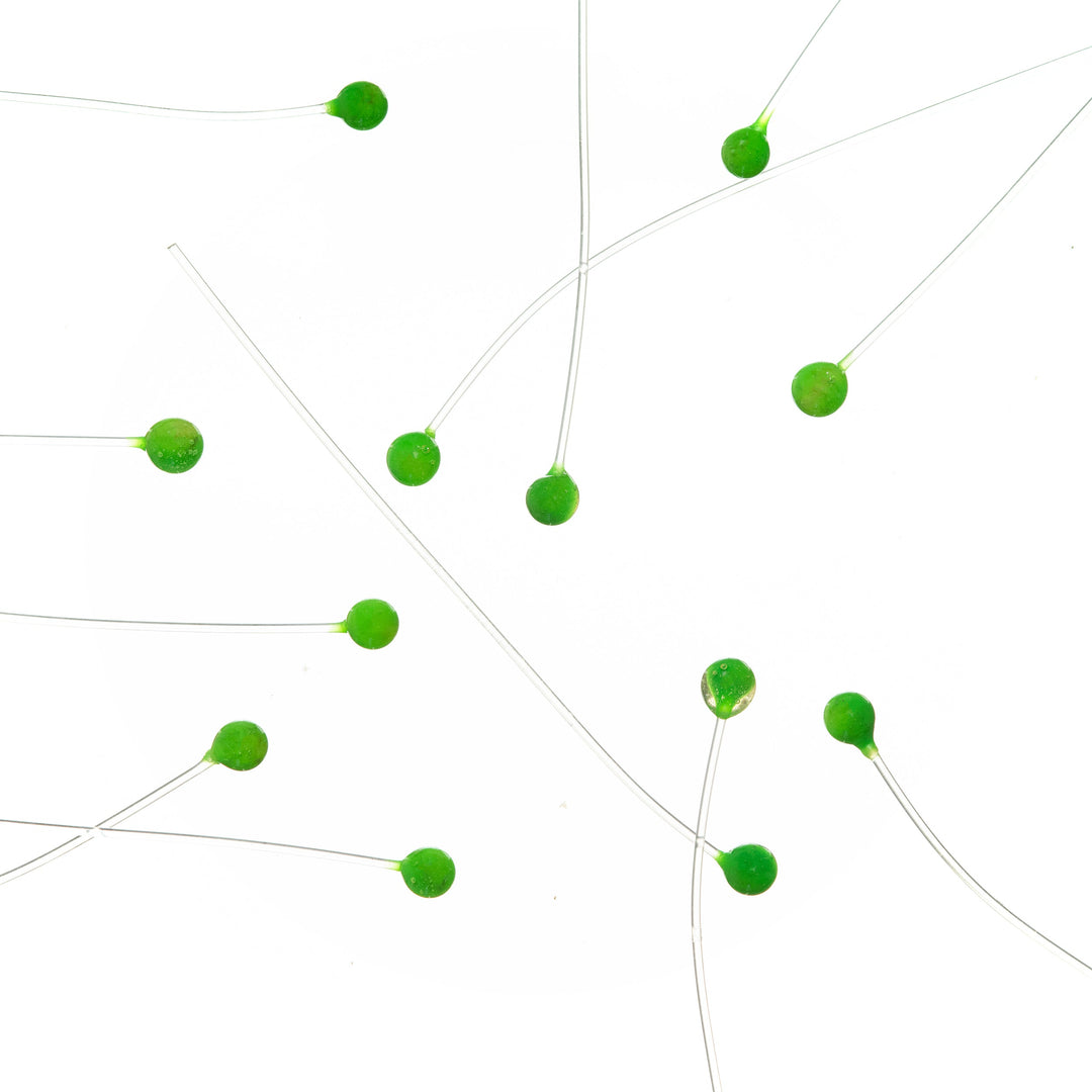 EP Crab & Shrimp Eyes