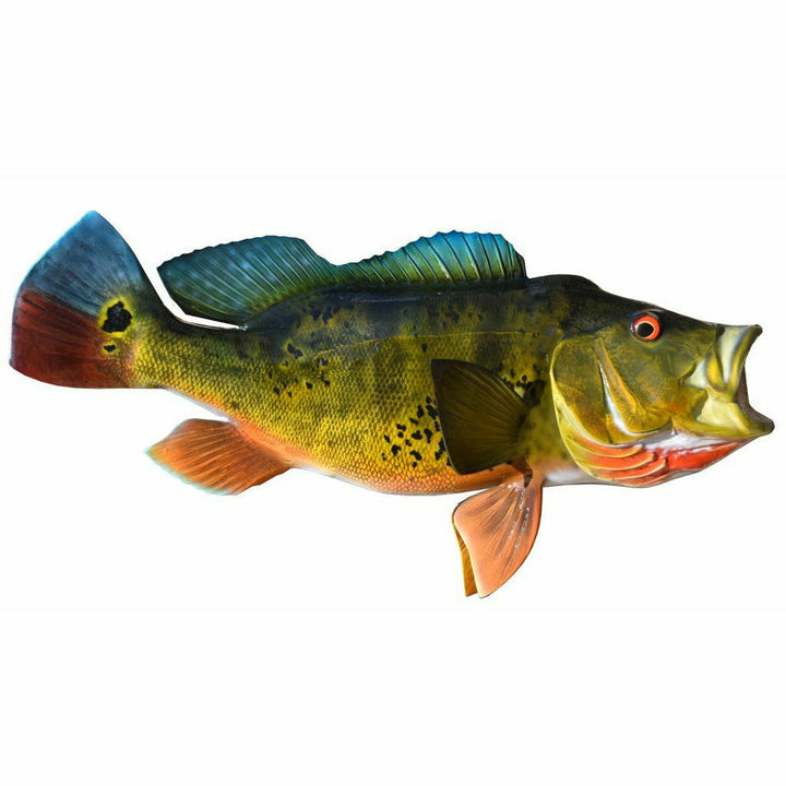 Peacock Bass Mount