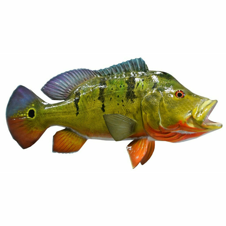 Peacock Bass Mount