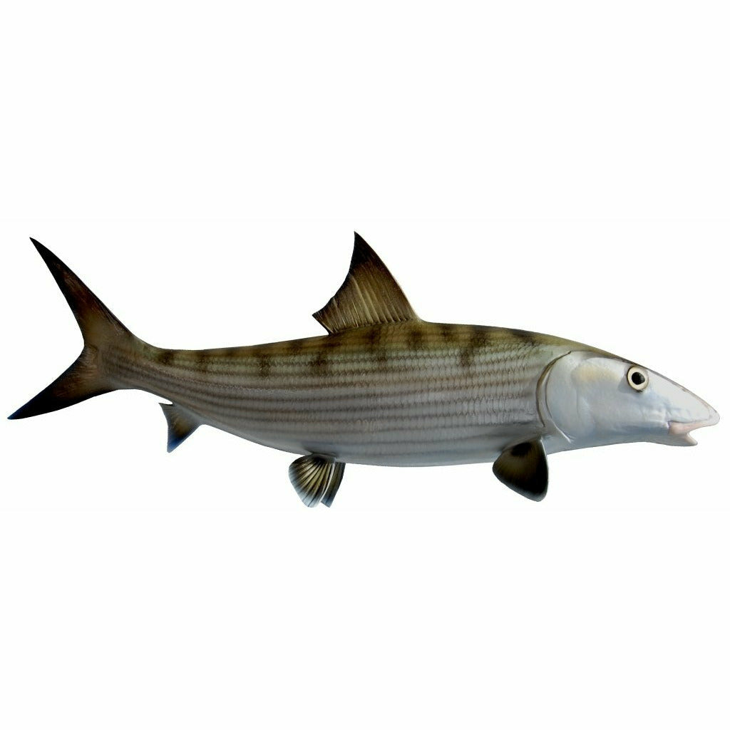 Bonefish Mount