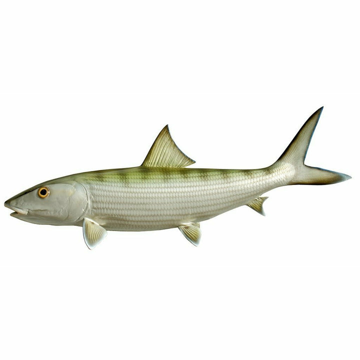 Bonefish Mount
