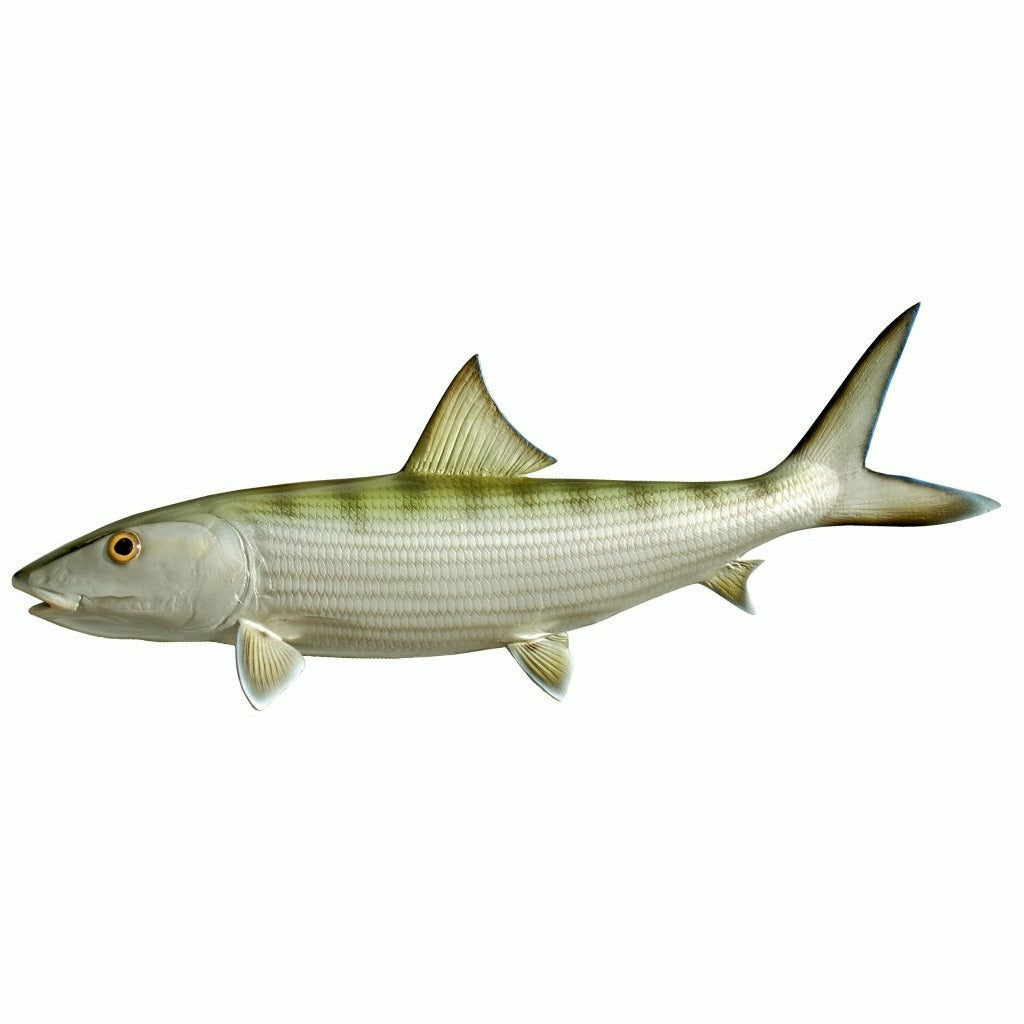 Bonefish Mount