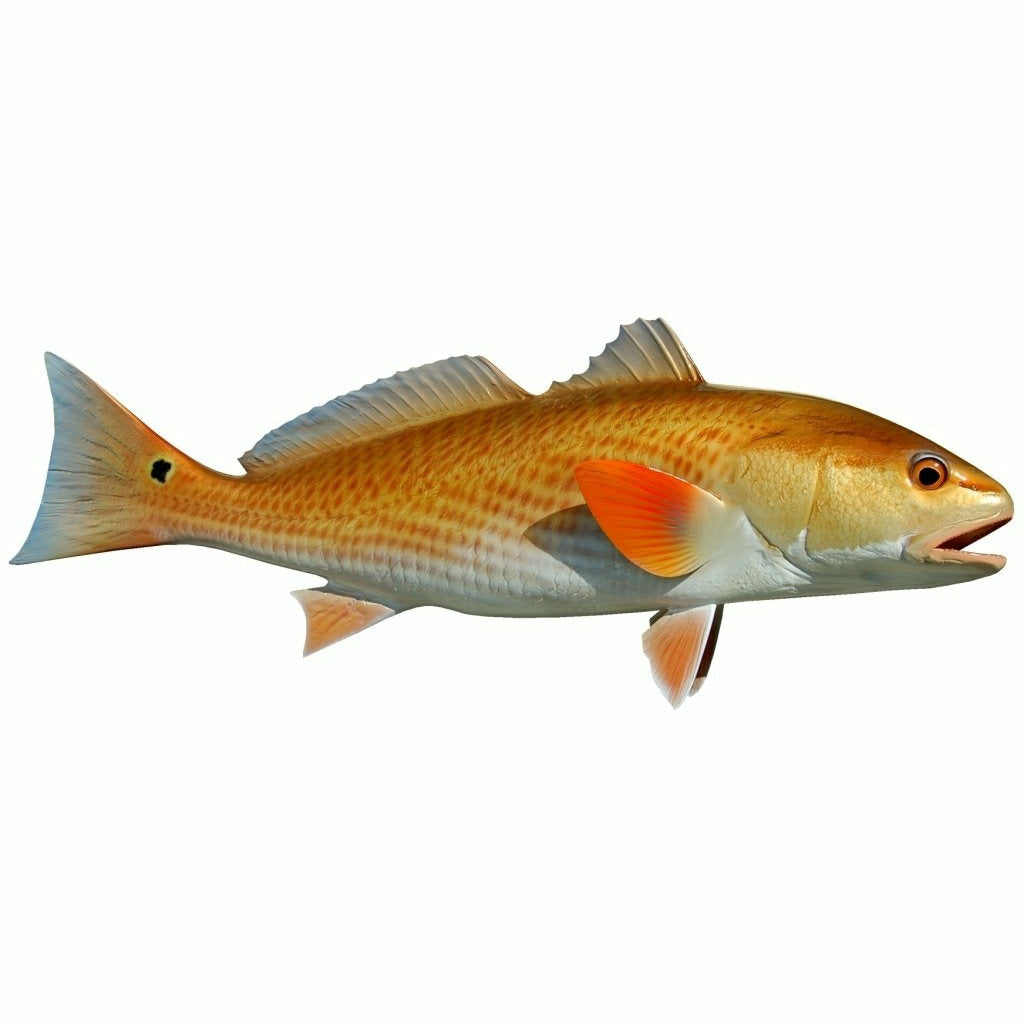 Redfish Mount