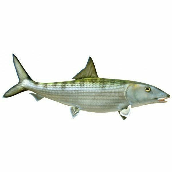 Bonefish Mount