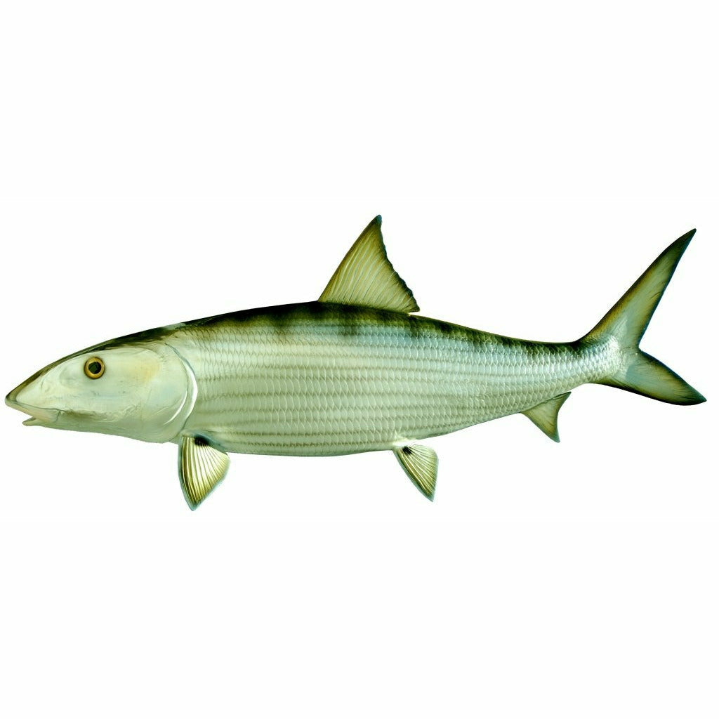 Bonefish Mount