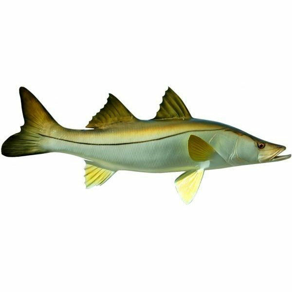 Snook Mount