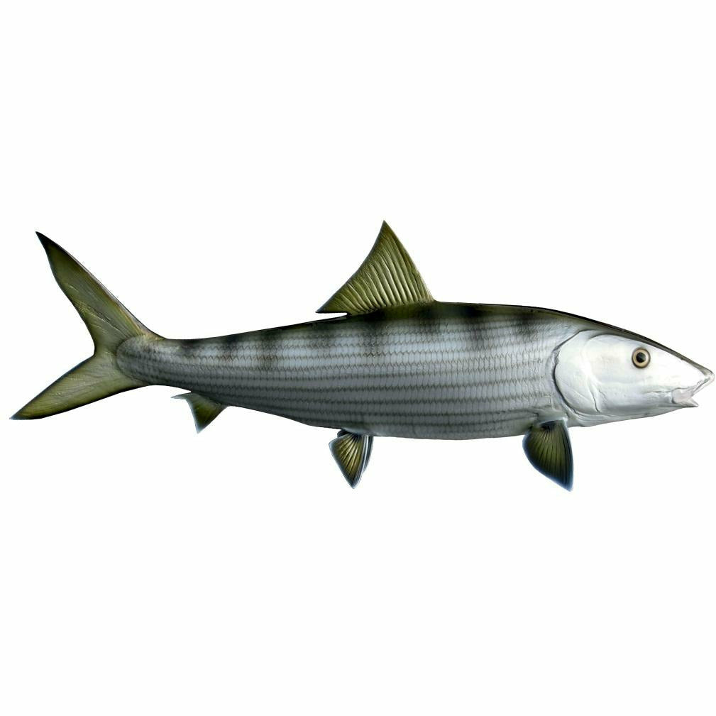 Bonefish Mount