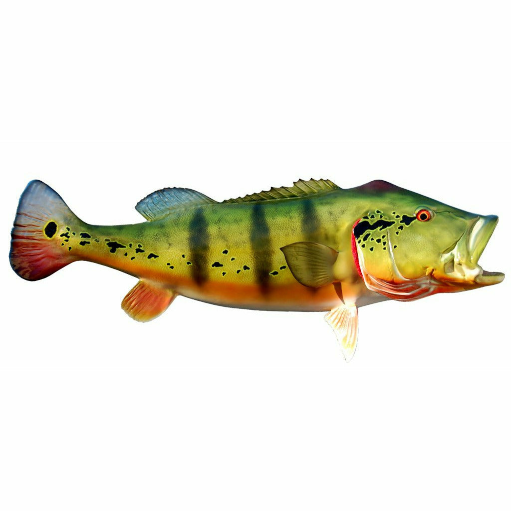 Peacock Bass Mount