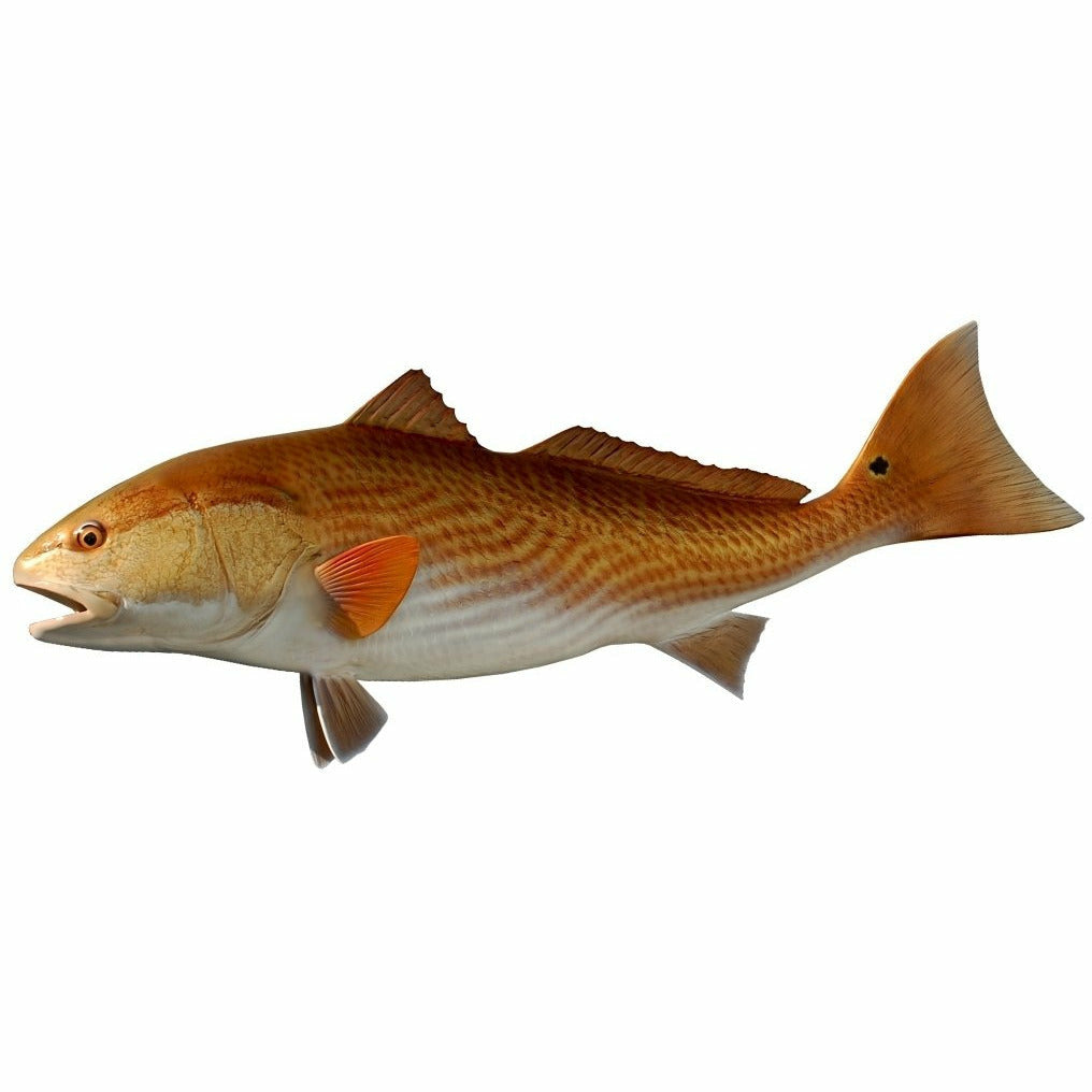 Redfish Mount