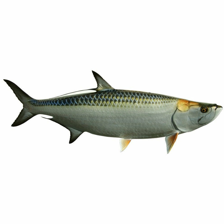 King sailfish Tarpon Mount