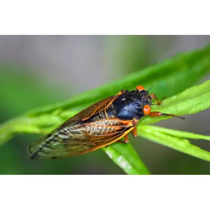 Surface Seducer Cicada Fly