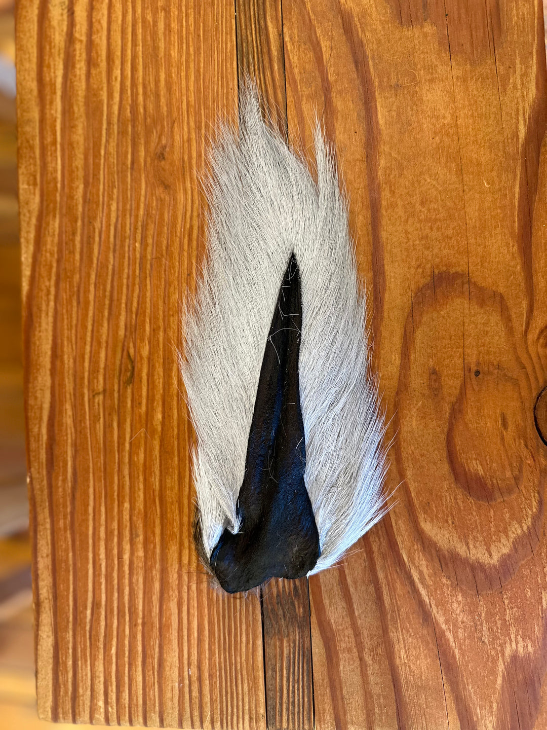 Prime Deer Tails