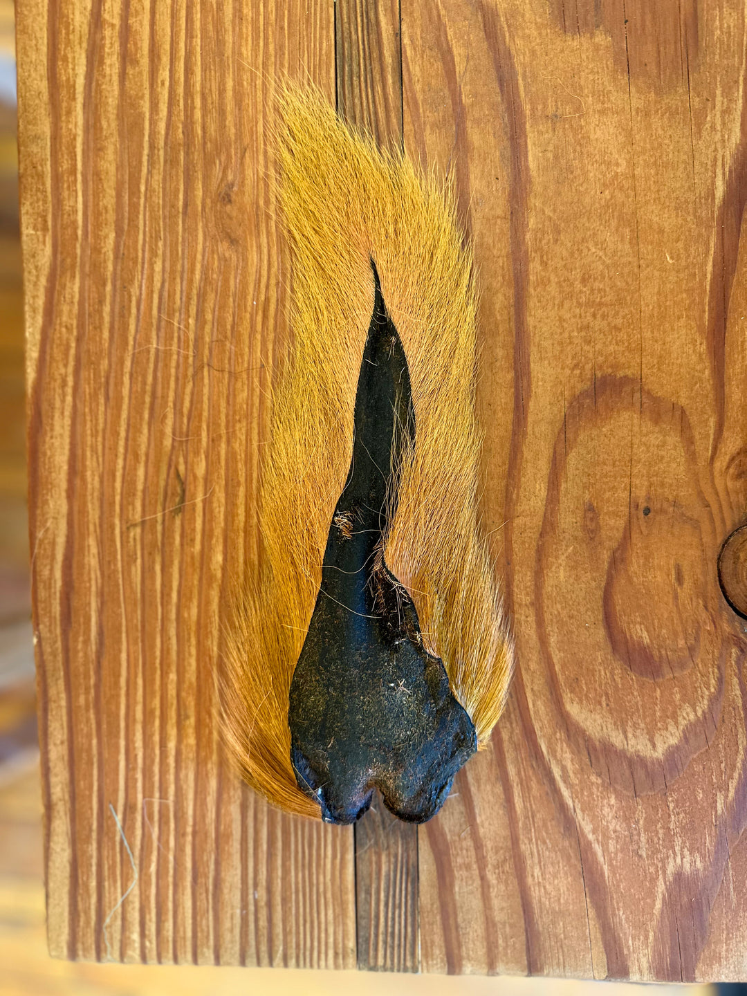 Prime Deer Tails