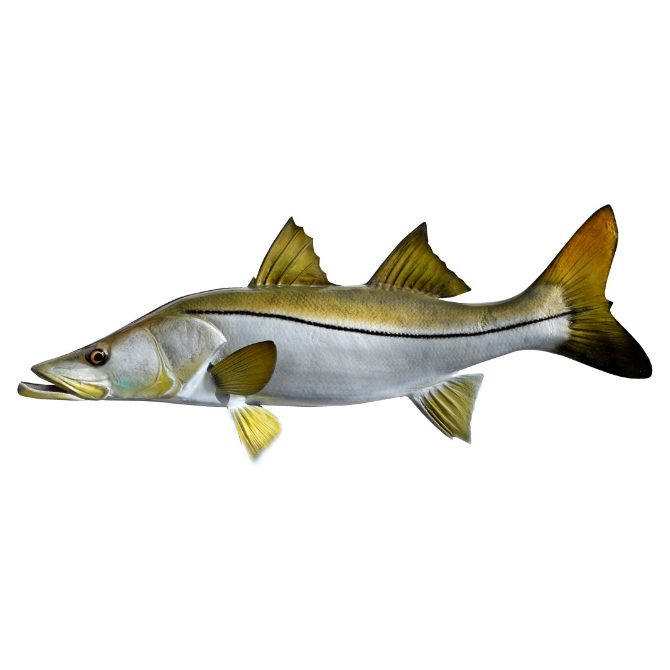 Snook Mount