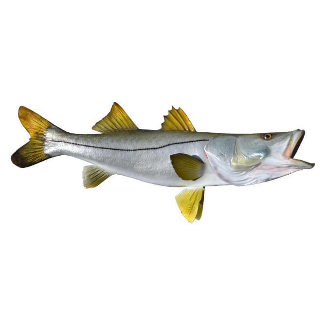 Snook Mount