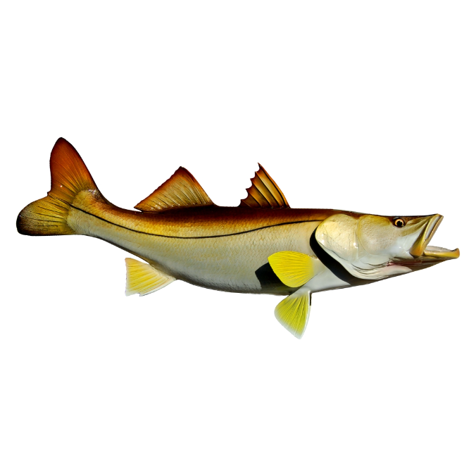 Snook Mount