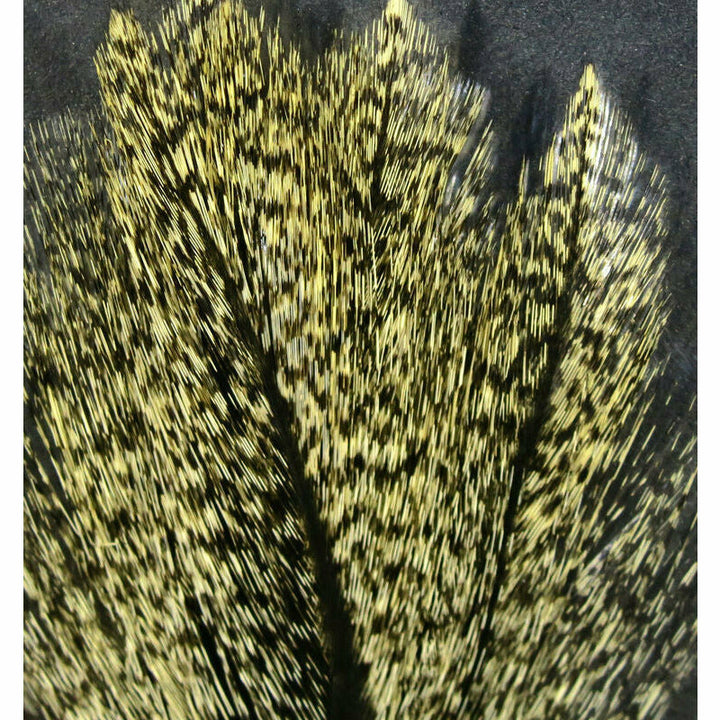 Coq De Leon Feathers