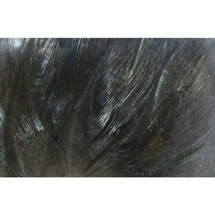 Coq De Leon Feathers