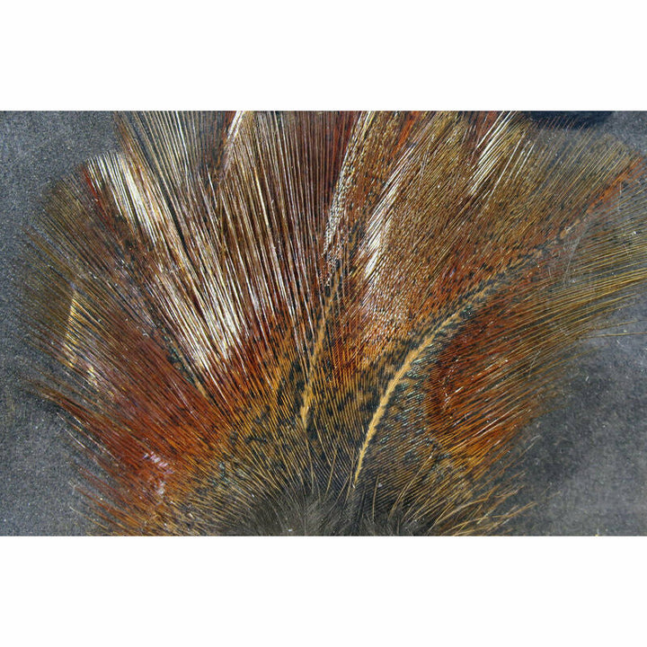 Coq De Leon Feathers