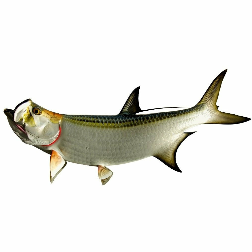 King sailfish Tarpon Mount