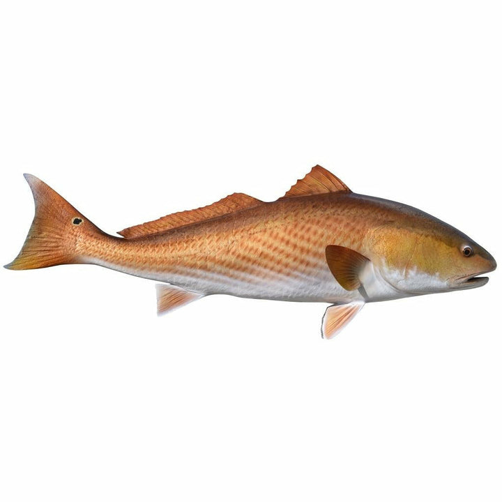 Redfish Mount