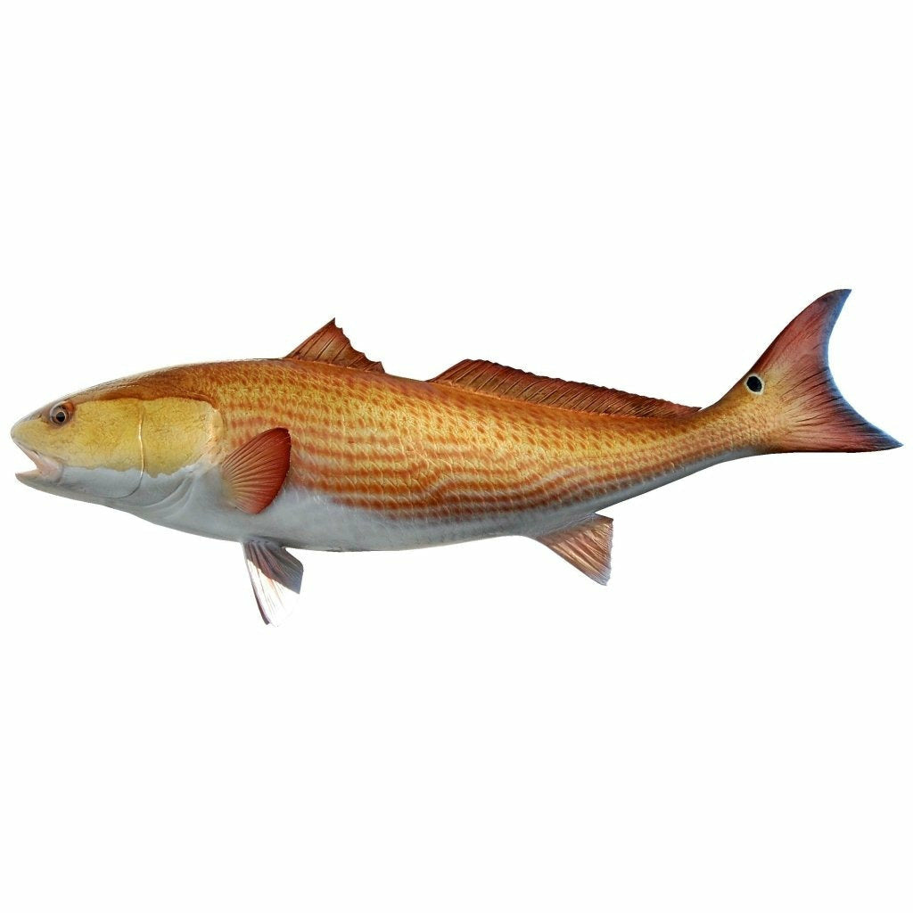 Redfish Mount