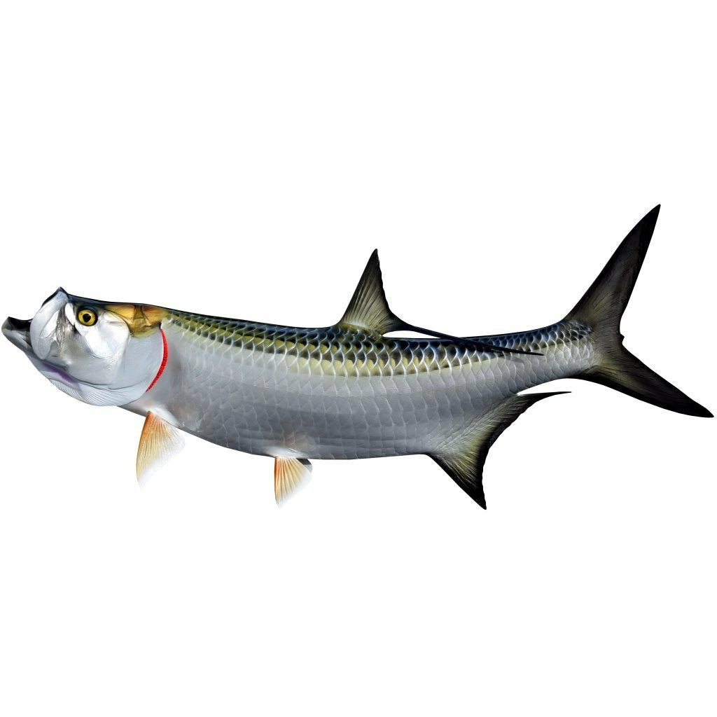 King sailfish Tarpon Mount