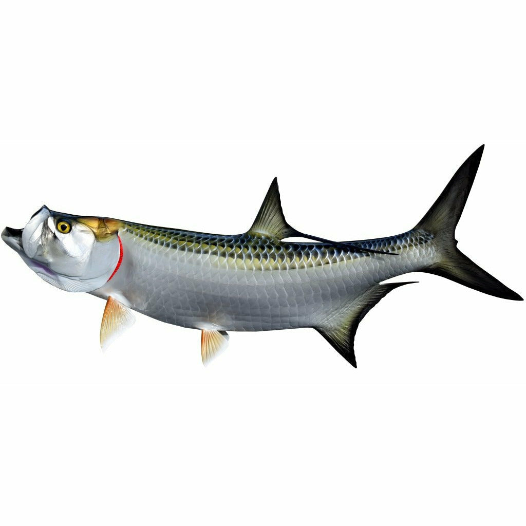 King sailfish Tarpon Mount