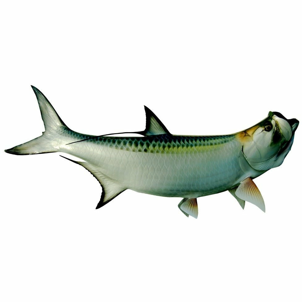 King sailfish Tarpon Mount