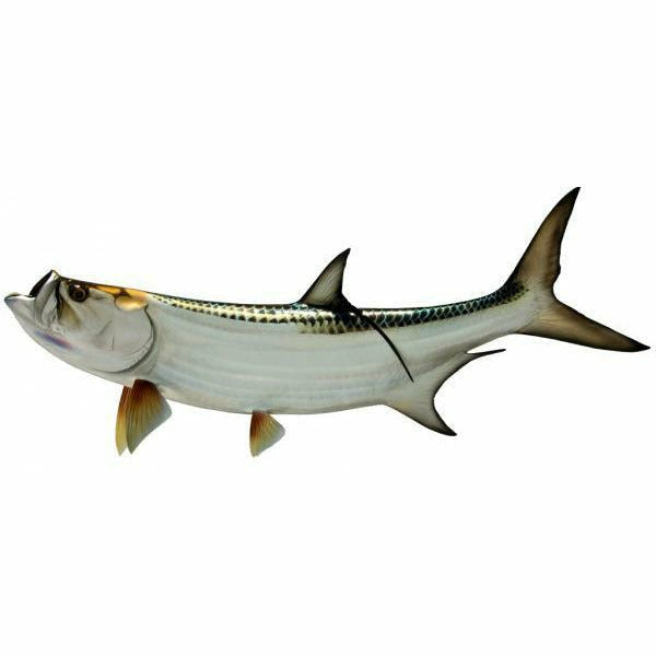 King sailfish Tarpon Mount