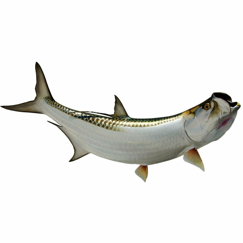 King sailfish Tarpon Mount