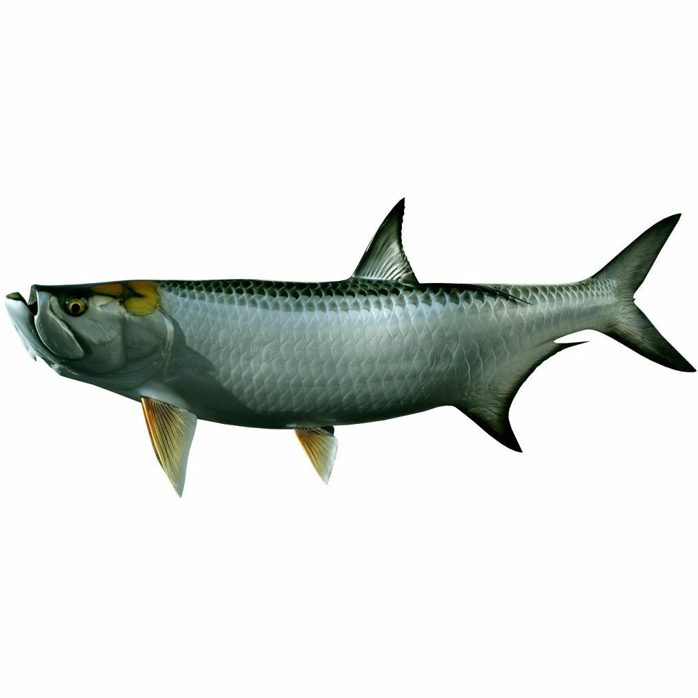 King sailfish Tarpon Mount