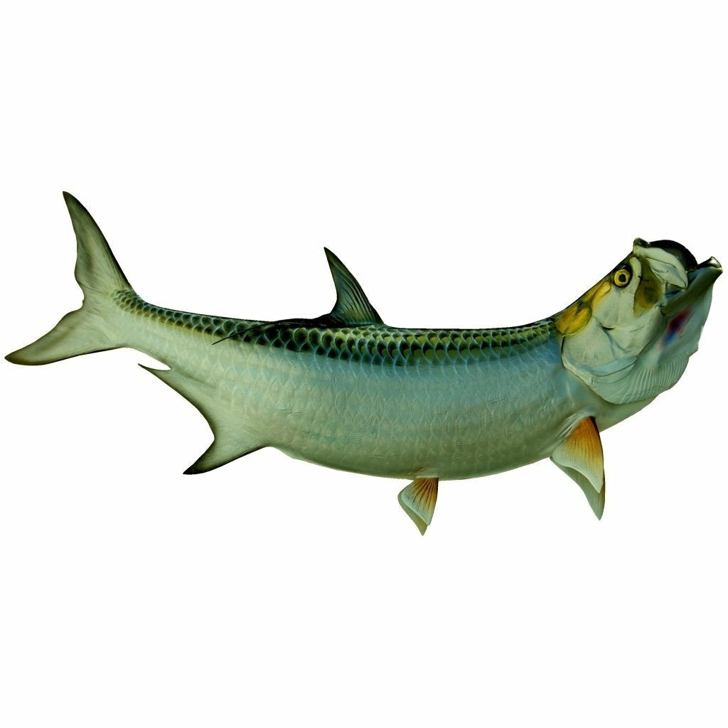 King sailfish Tarpon Mount