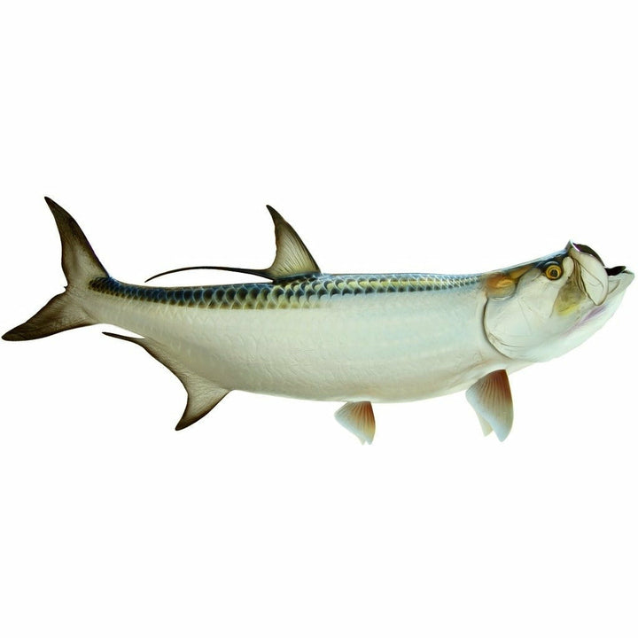 King sailfish Tarpon Mount