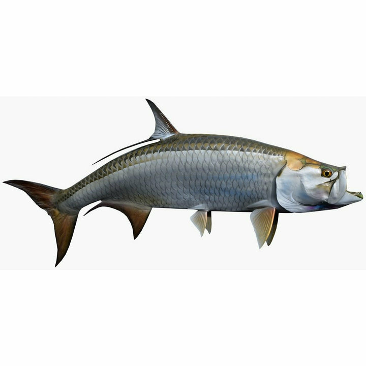 King sailfish Tarpon Mount