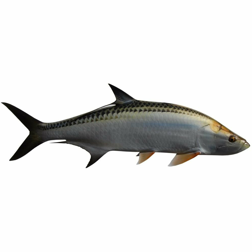 King sailfish Tarpon Mount