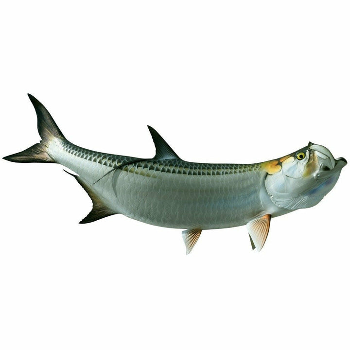 King sailfish Tarpon Mount