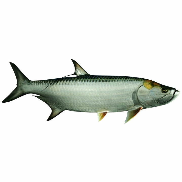 King sailfish Tarpon Mount