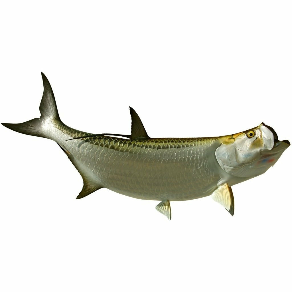 King sailfish Tarpon Mount