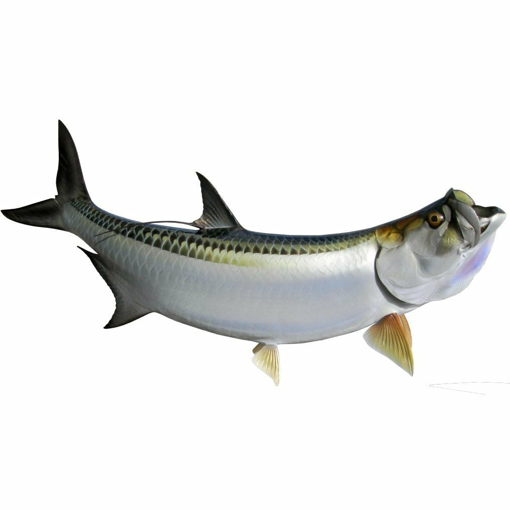 King sailfish Tarpon Mount