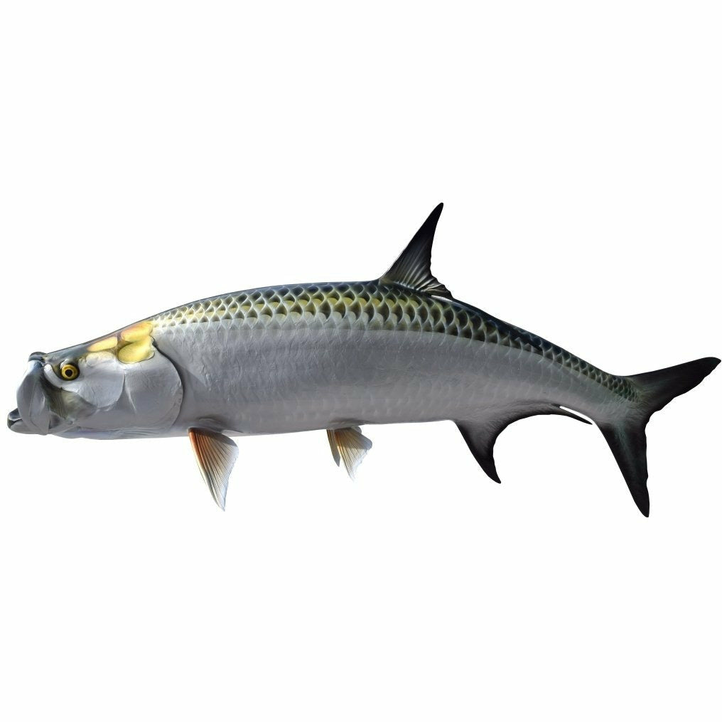 King sailfish Tarpon Mount