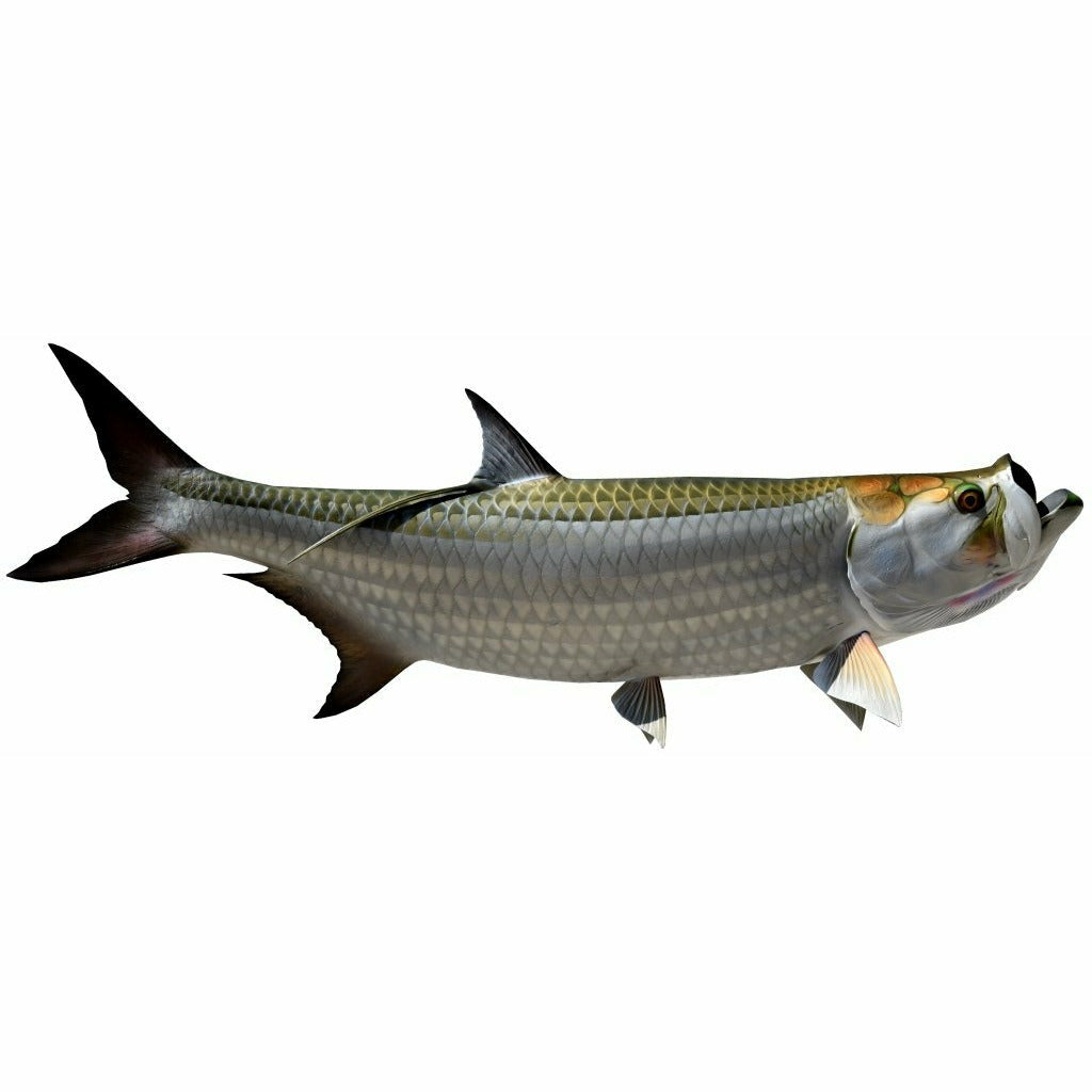 King sailfish Tarpon Mount