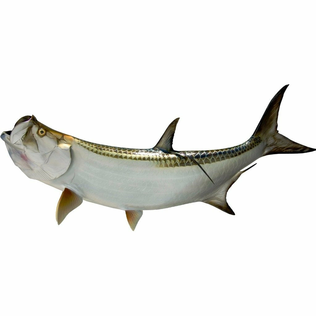 King sailfish Tarpon Mount