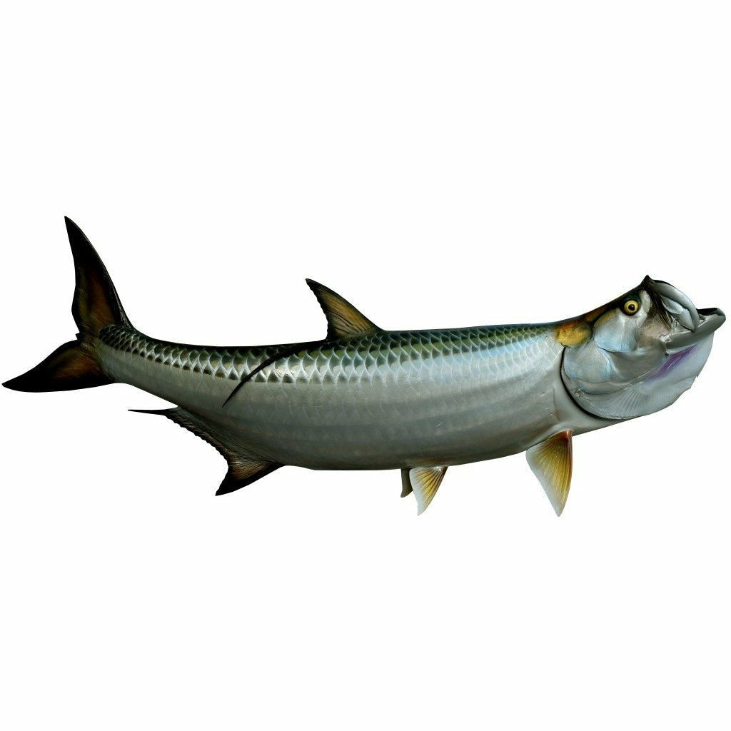 King sailfish Tarpon Mount