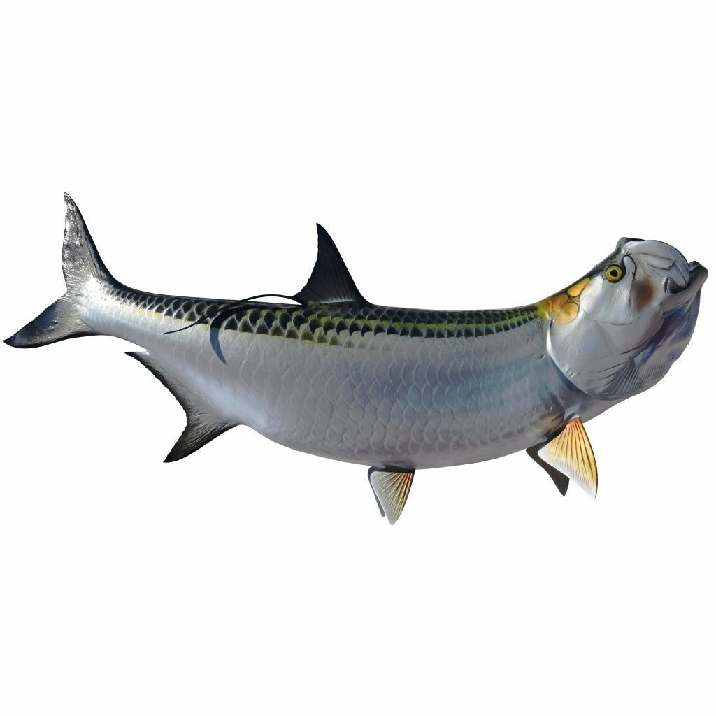 King sailfish Tarpon Mount