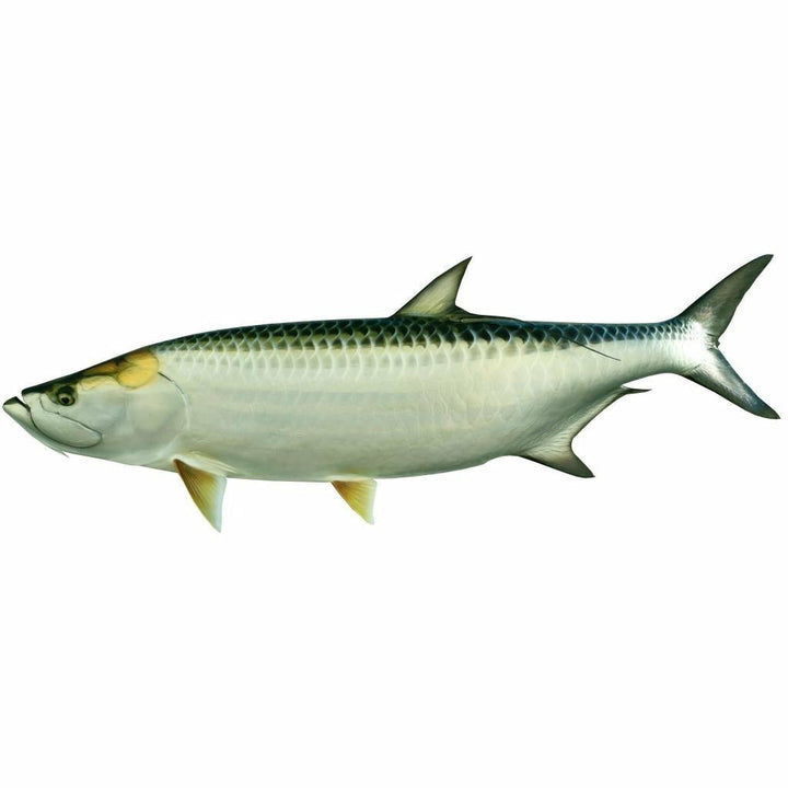 King sailfish Tarpon Mount